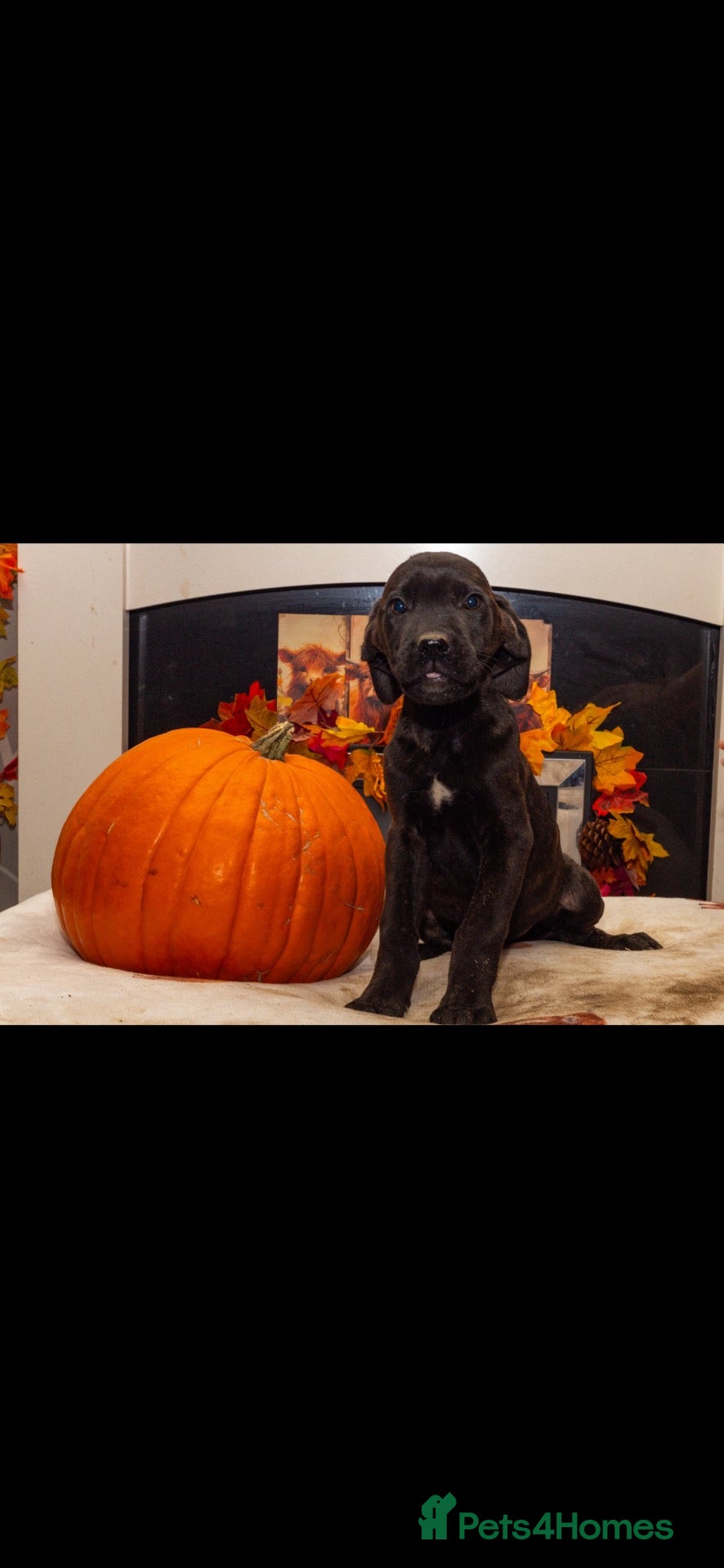 Cane Corso dogs for sale: Cane corso - Advert 2