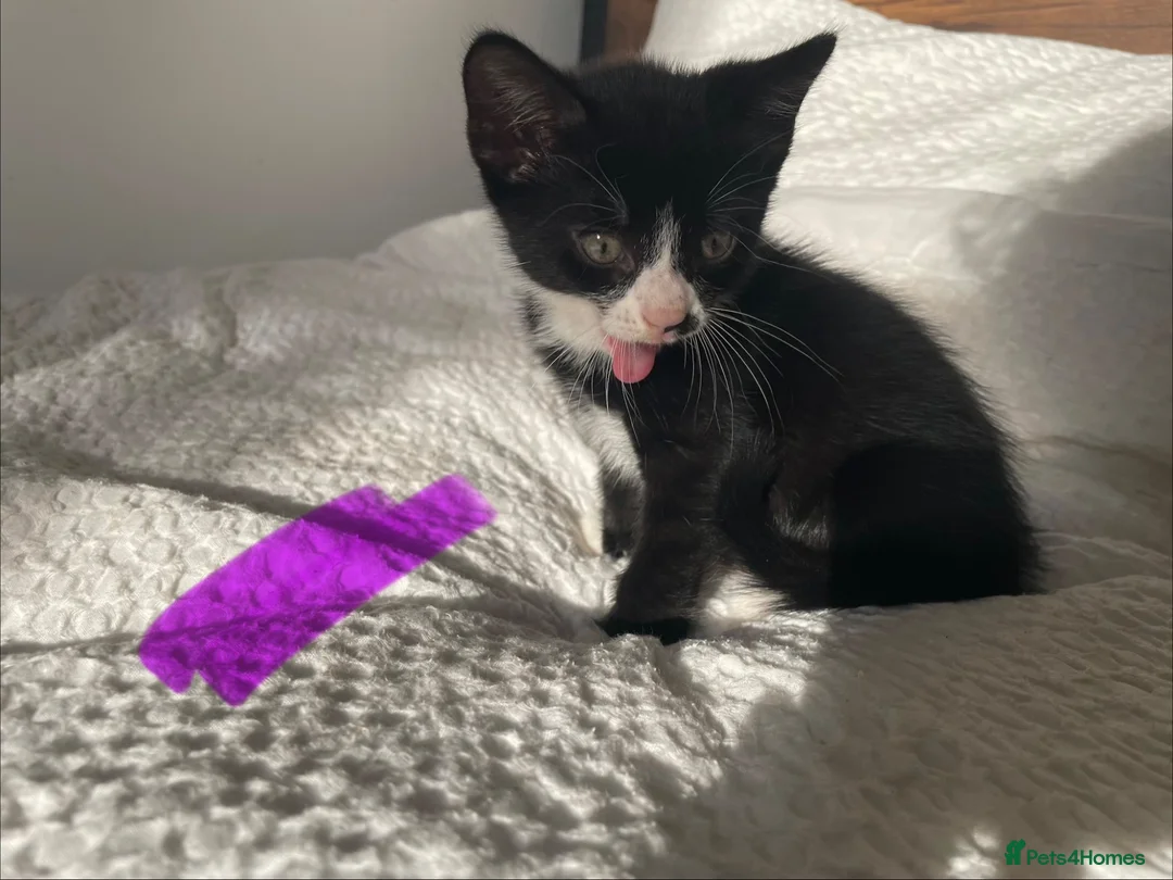 Maine Coon cats for sale: Beautiful Half Maine Coon x Half Persian Kittens - Advert 12