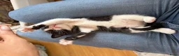Siamese cats for sale: Siamese Mum Ragdoll±Bengal Dad Blue eyed kittens - Advert 16