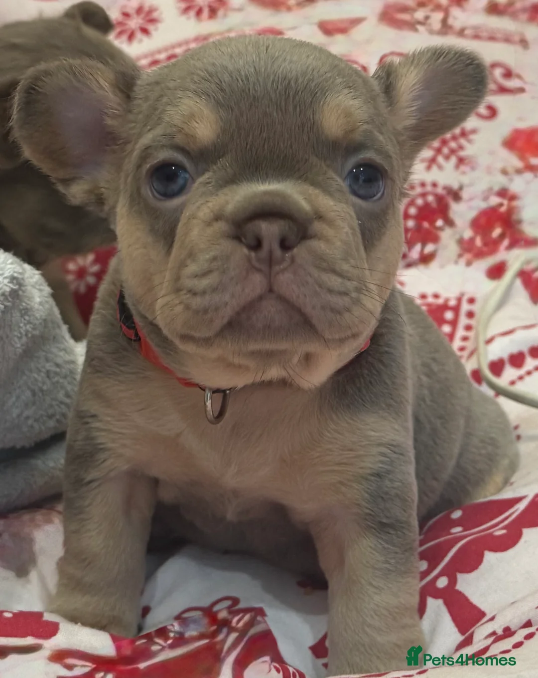 French Bulldog dogs for sale: Outstanding Frenchie pups KC registered  - Advert 23