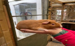 Guinea Pig rodents for sale: Stunning baby guinea pig  - Image 12