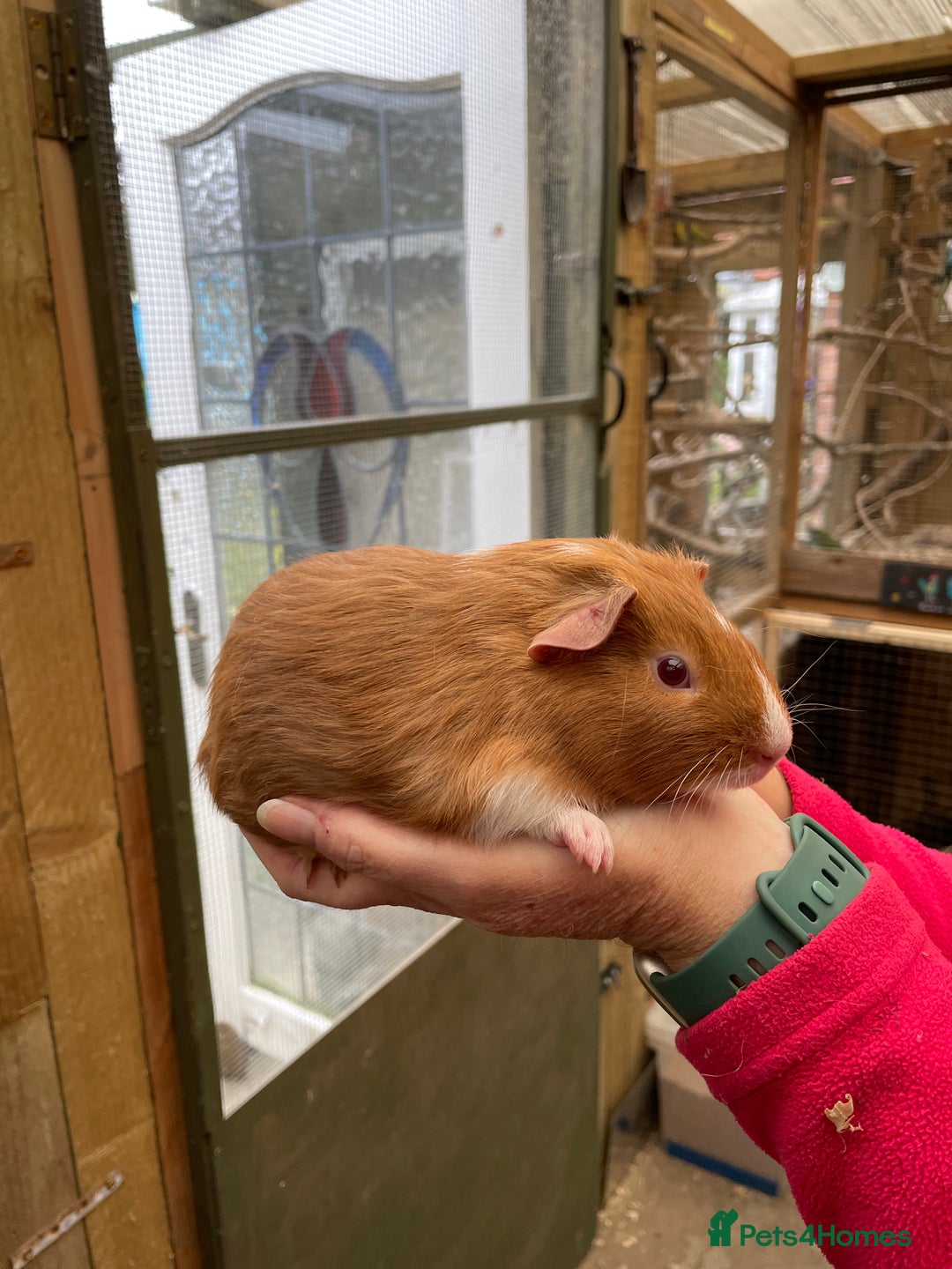 Guinea Pig rodents for sale: Stunning baby guinea pig  - Image 12