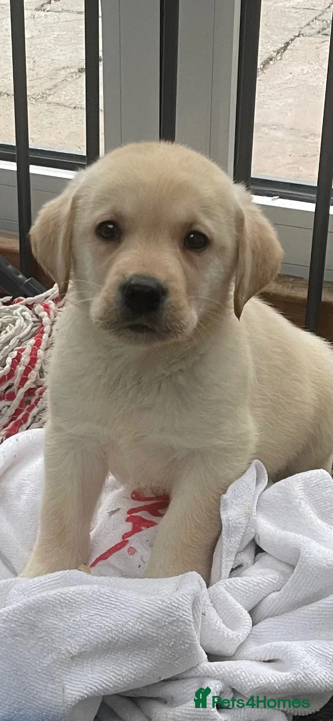 Labrador Retriever dogs for sale: One Boy Now Available Due To Timewaster! Ready NOW - Advert 1