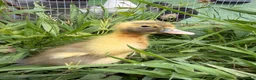Ducks poultry for sale: 5 Indian Runner Ducklings  - Advert 4