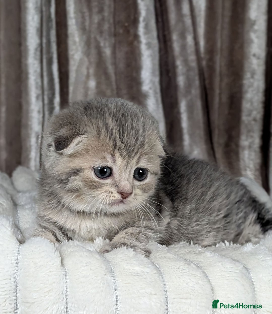 Scottish Fold cats for sale: 🐾TICA red ❣️SCOTTISH Fold•Straight - Advert 10