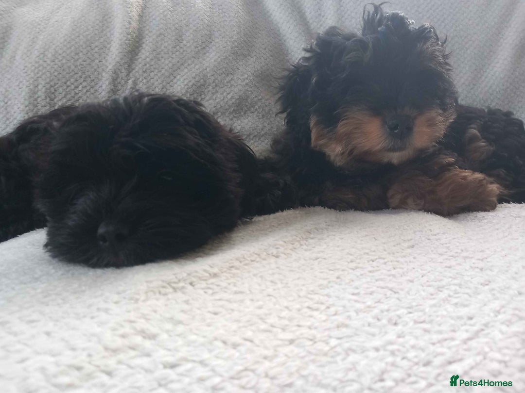 Shihpoo dogs for sale: Teddy Bear Shih Poo Girl – Super Fluffy  - Advert 9