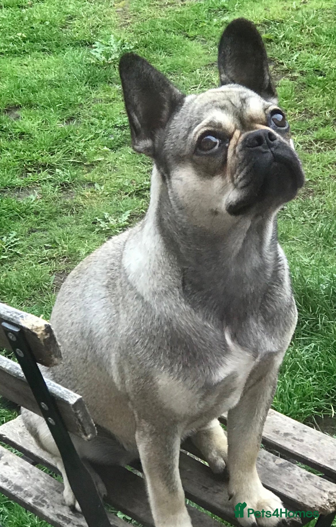 Frug dogs Can you offer Lulu a new forever home ? - Advert 5