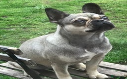 Frug dogs for sale: Can you offer Lulu a new forever home ? - Image 1