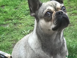 Frug dogs - Advert 1