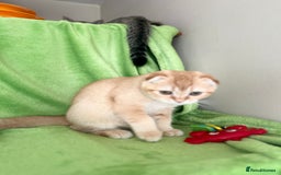 Scottish Fold cats for sale: Beautiful kittens just for you - Image 17