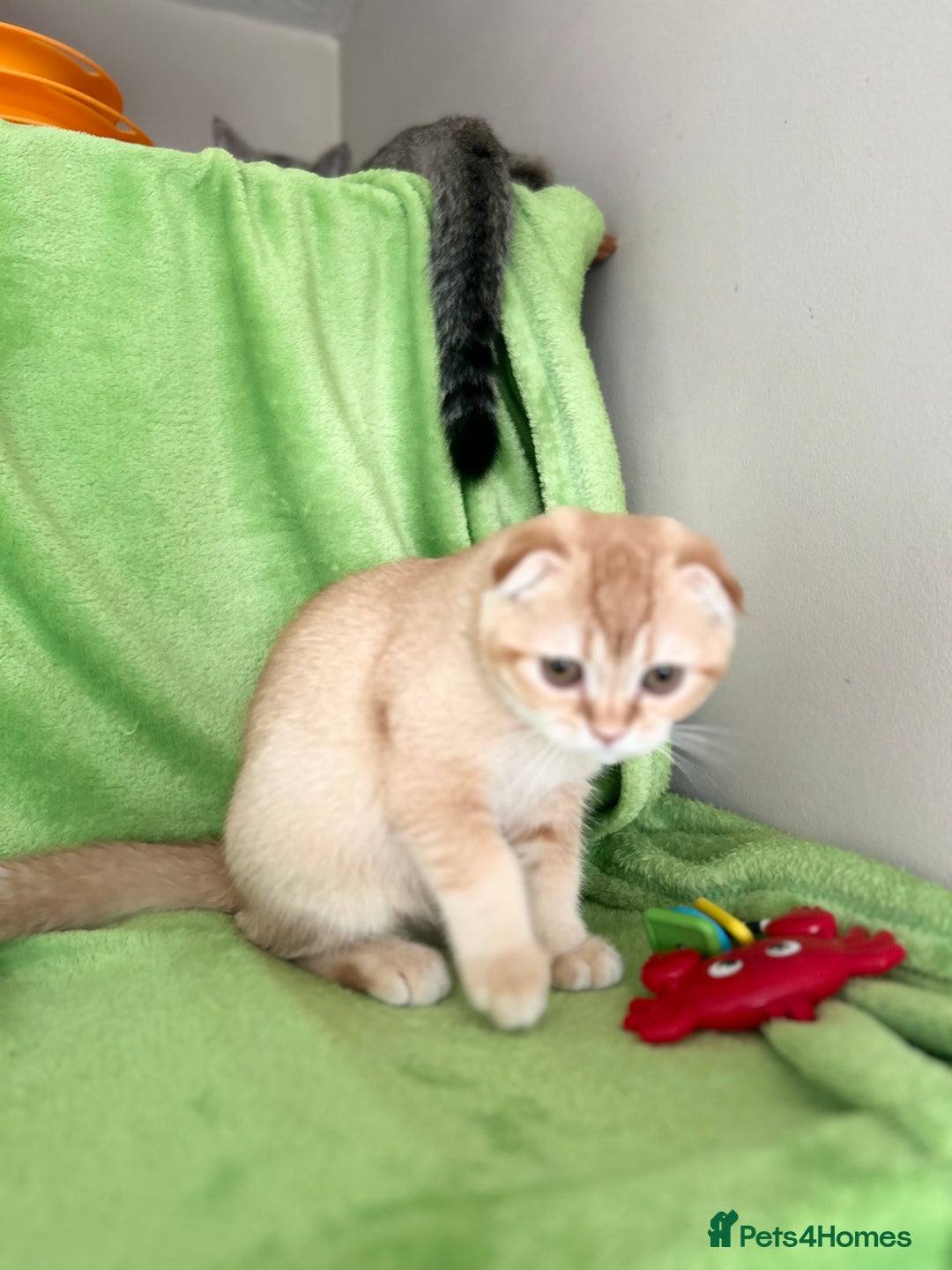 Scottish Fold cats for sale: Beautiful kittens just for you - Image 17