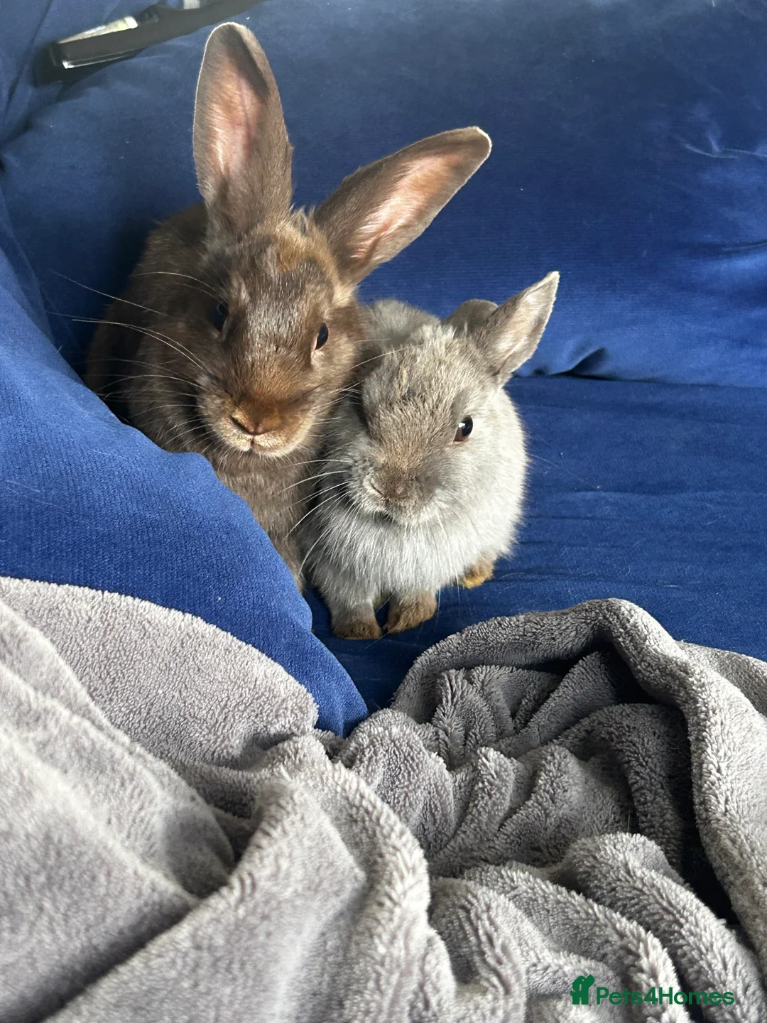 Mixed Breed rabbits for sale: Brown rabbit for sale  in Conwy - Advert 1