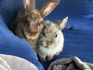 Mixed Breed rabbits Brown rabbit for sale in Conwy - Advert 1