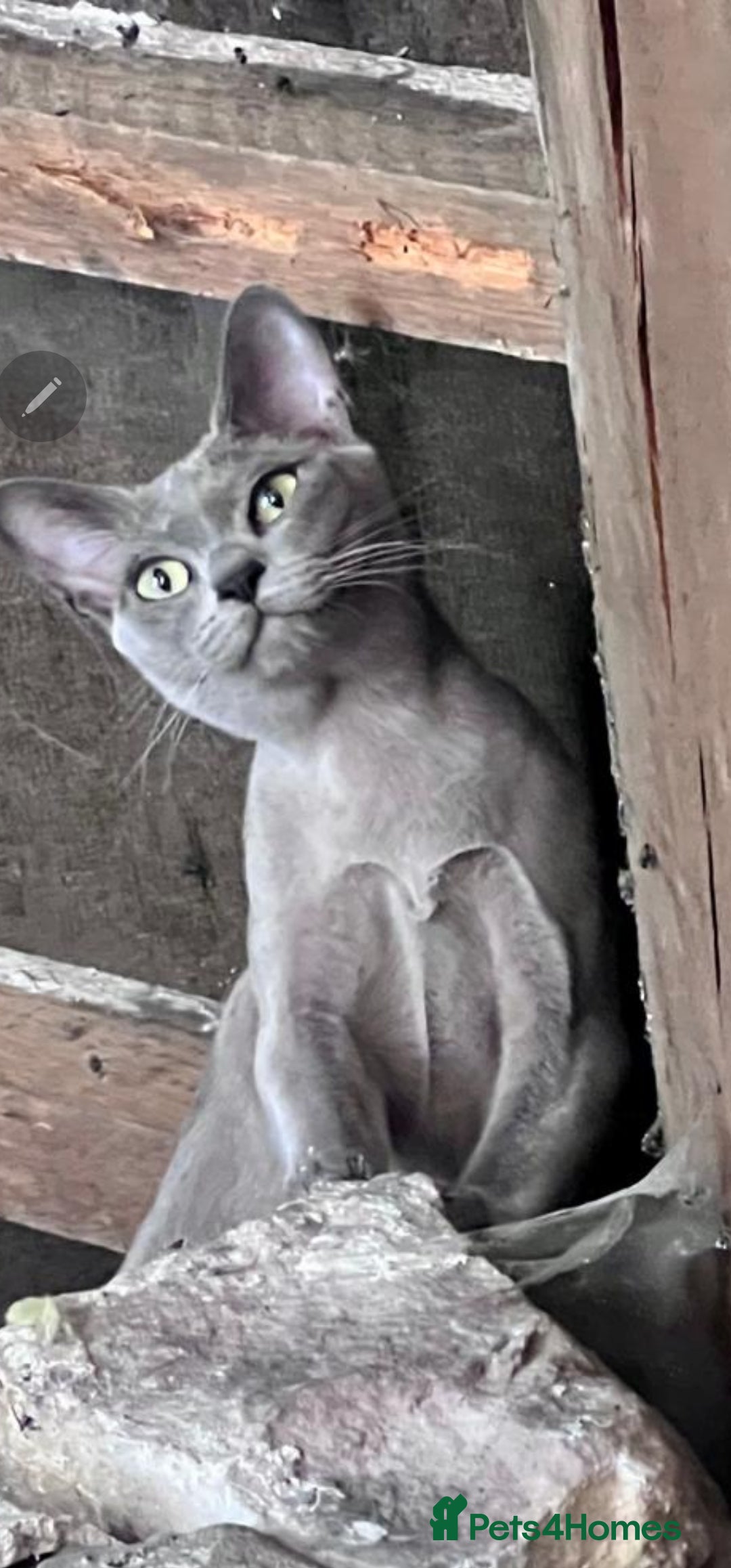 Burmese cats for stud: Midas and Oscar GCCF registered studs  - Advert 6