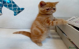 Exotic cats for sale: CHUBBY KITTENS - Image 1
