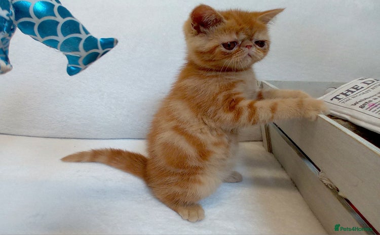 Exotic cats - Advert 1