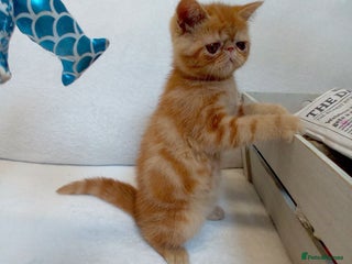 Exotic cats - Advert 2