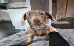 Miniature Dachshund dogs for sale: Gorgeous Green eyed Walter Mini Dachshund  - Image 5