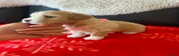 Maltipoo dogs for sale: Gorgeous maltipoos - Advert 6