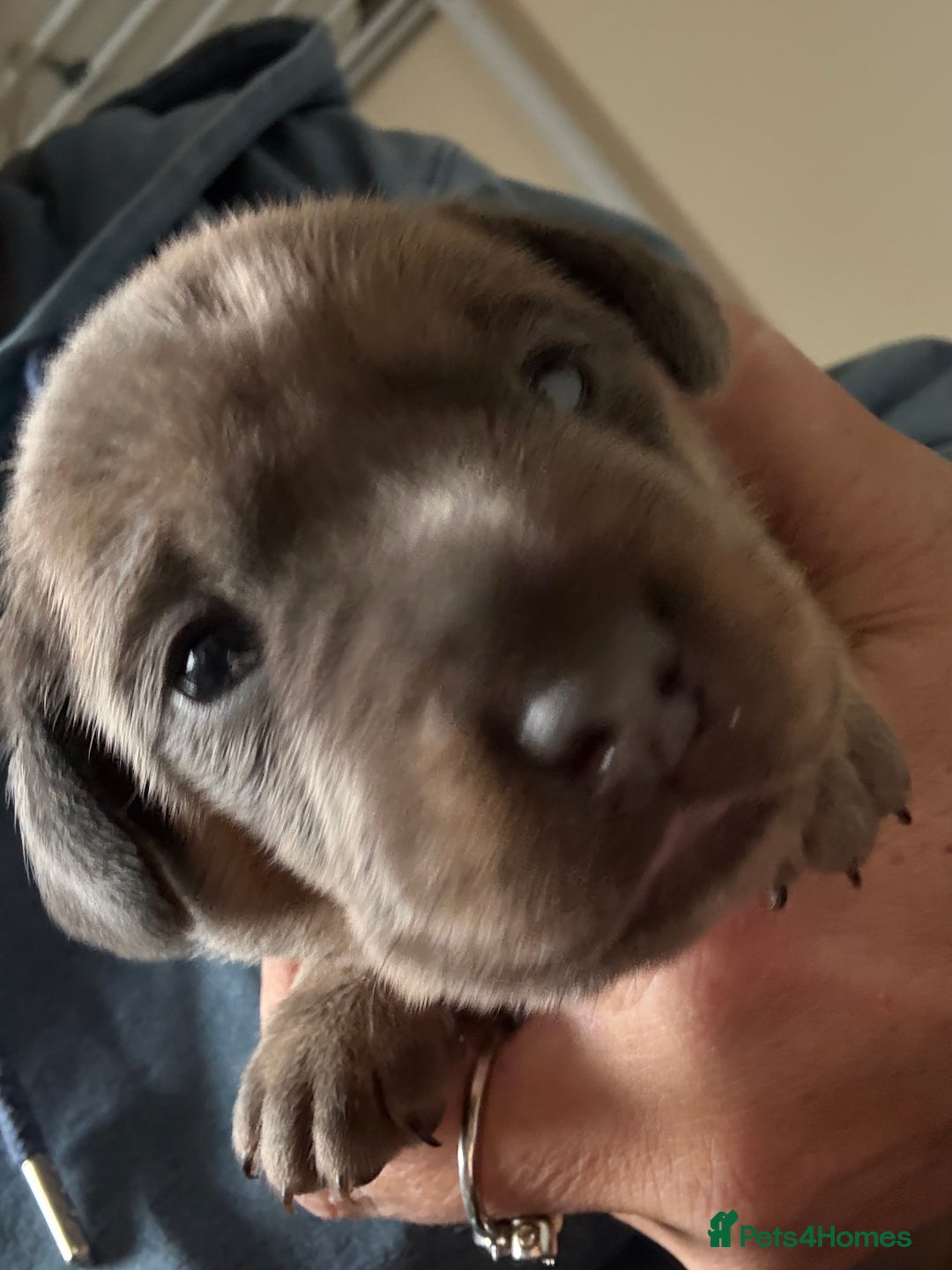 Mixed Breed dogs for sale: French bulldog x daschund - Image 26