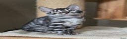 Bengal cats for sale: Gorgeous Silver and Charcoal Bengals  - Advert 14