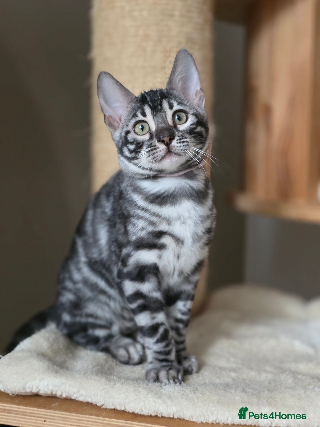 Bengal cats for sale: Gorgeous Silver and Charcoal Bengals  - Advert 14