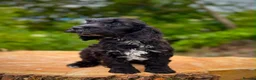 Cockapoo dogs for sale: Beautiful Health Tested F1 Cockapoo Puppies - Advert 4