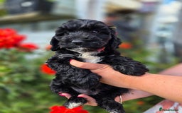 Cockapoo dogs for sale: F1 working cockapoo puppies - Image 6