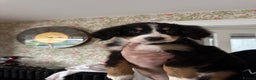 Bernese Mountain Dog dogs for sale: Bernese Mountain Dog Pups  - Advert 32