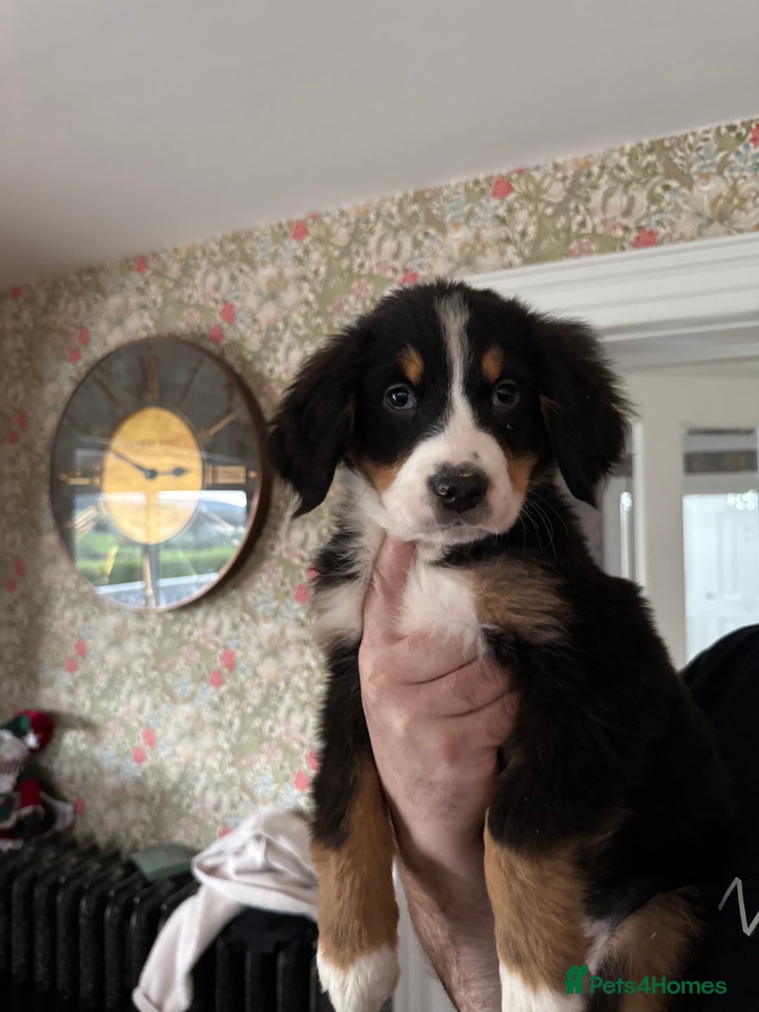 Bernese Mountain Dog dogs for sale: Bernese Mountain Dog Pups  - Advert 32