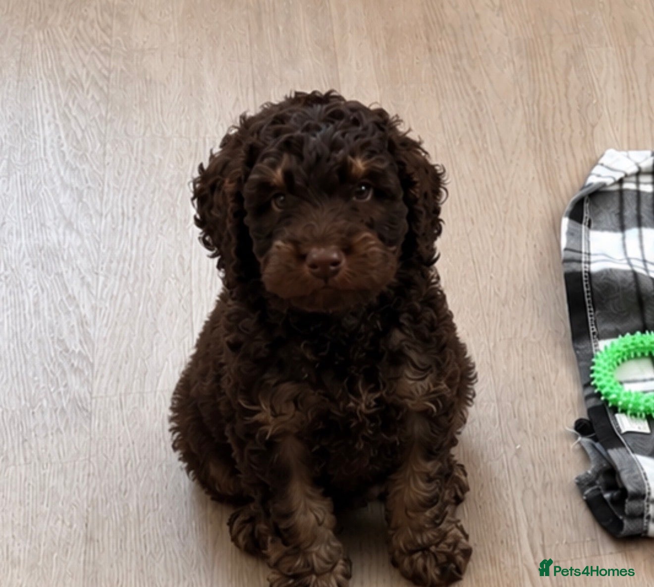 Cockapoo dogs Very Small F1 Toy Cockapoo Puppies Ready Now - Advert 15