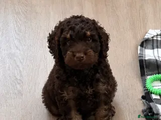 Cockapoo dogs Very Small F1 Toy Cockapoo Puppies Ready Now - Advert 12