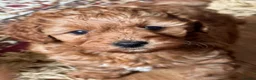 Cavapoo dogs for sale: Exceptional Pups Raised by a Professional Trainer. - Advert 10