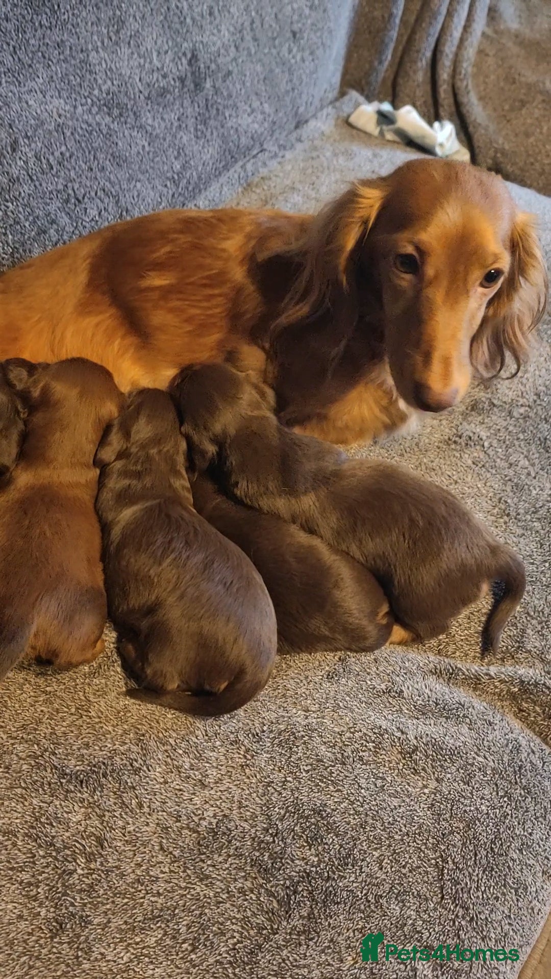 Miniature Dachshund dogs Puppies of the miniature long-haired dachshund.  - Advert 4