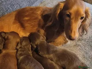 Miniature Dachshund dogs Puppies of the miniature long-haired dachshund. - Advert 4