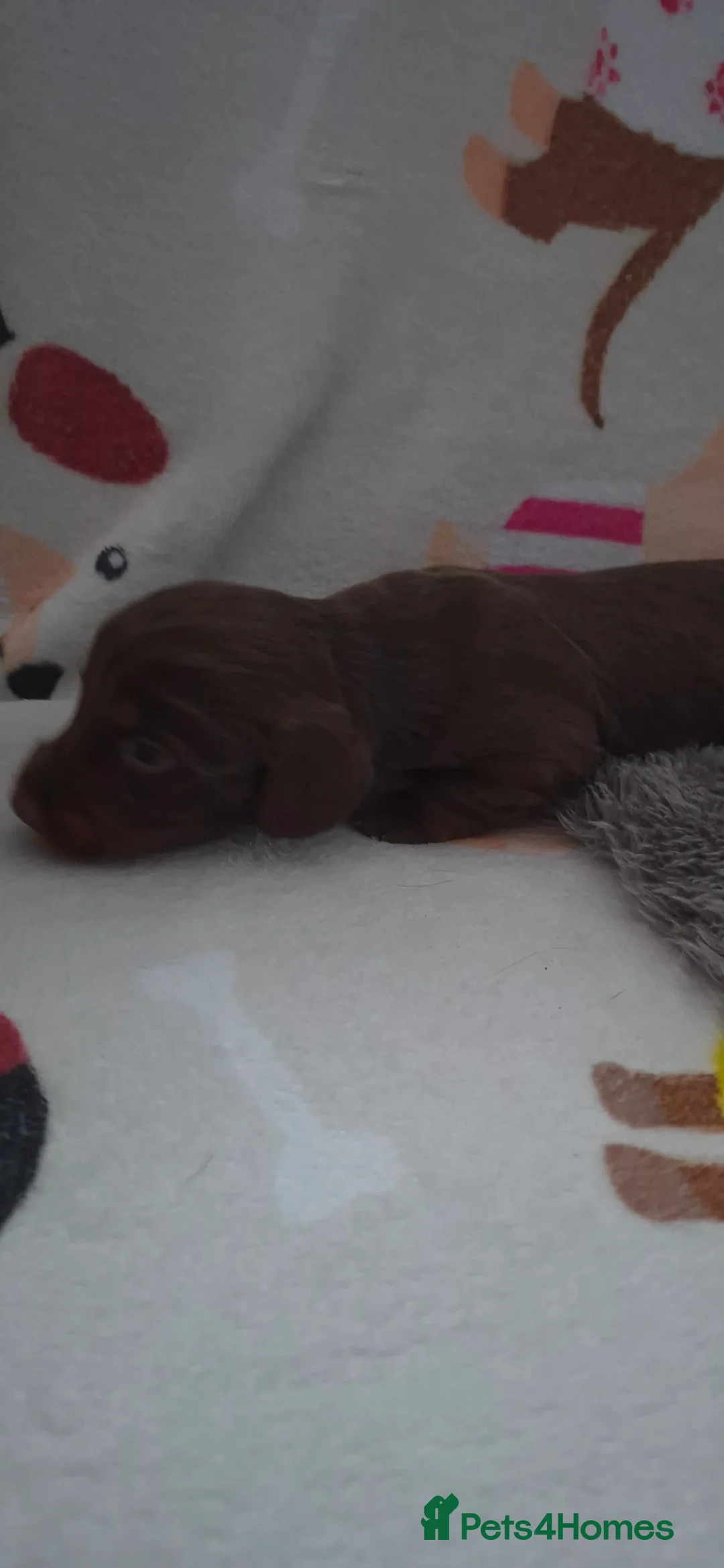 Dachshund dogs for sale: Miniature dachshunds long hair boys puppies - Advert 15