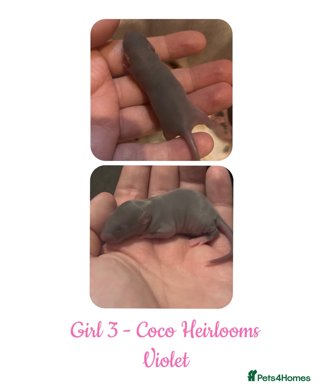 Rat rodents for sale: Beautiful Baby Rats  - Advert 3