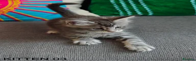 Maine Coon Kitten 3