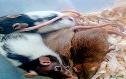 Rat rodents for sale: Darwf rats 8 females 3 males  - Image 1