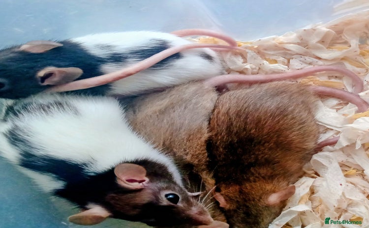 Rat rodents - Advert 1