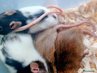 Rat rodents - Advert 7