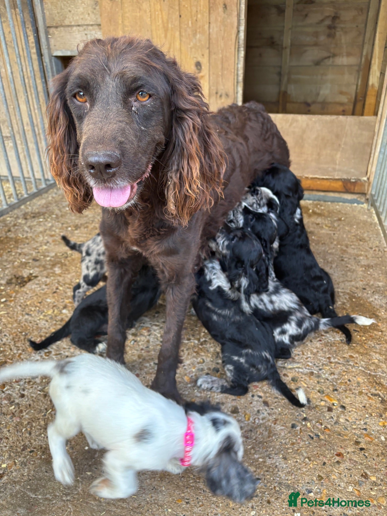 Cocker Spaniel dogs Cocker spaniel puppies  - Advert 1