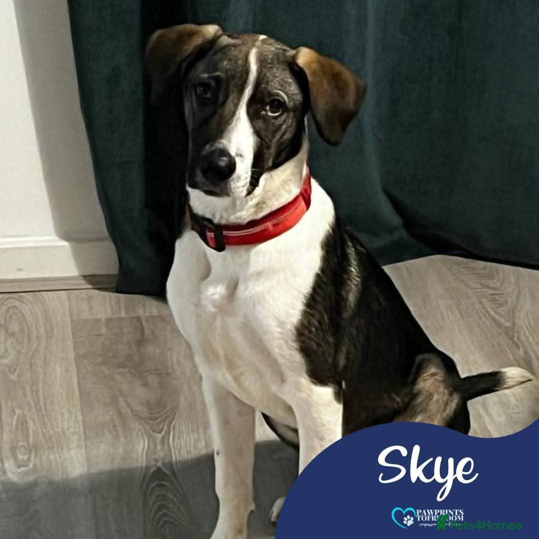 Mixed Breed dogs Meet Skye, currently residing in Cheshire  in Hull - Advert 8
