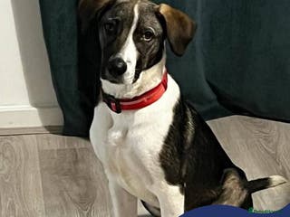 Mixed Breed dogs Meet Skye, currently residing in Cheshire in Hull - Advert 7