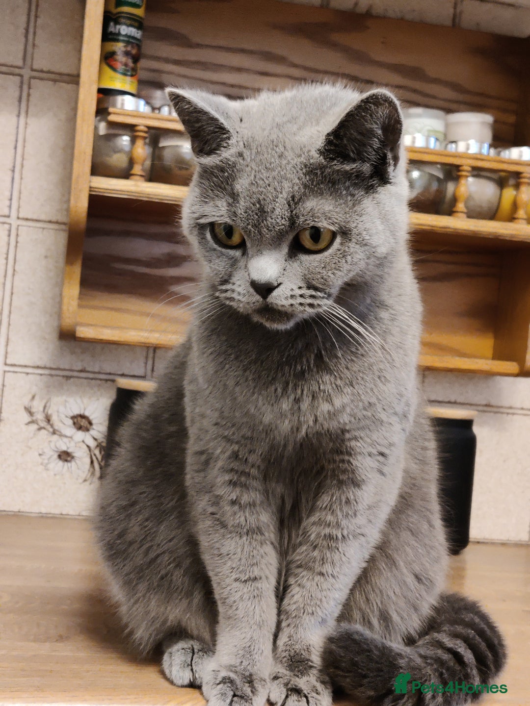 British Shorthair cats for sale: Show quality British Short Hair kittens - Advert 3