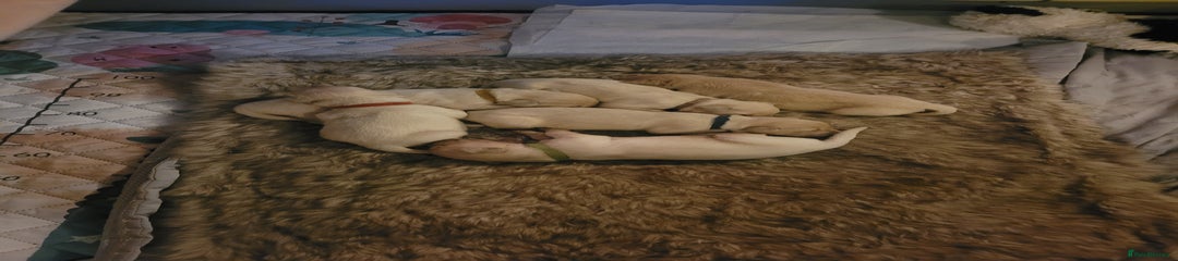 Golden Retriever Puppy 2