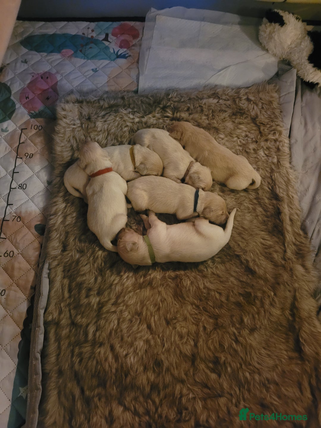 Golden Retriever dogs for sale: Beautiful golden retriever puppies - Image 2