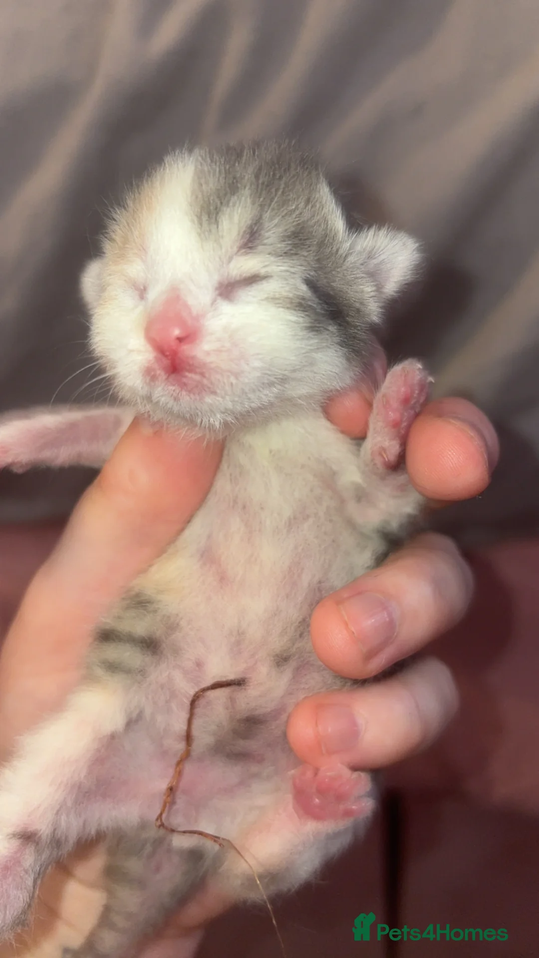 Mixed Breed cats for sale: Kittens in Derby - Advert 2