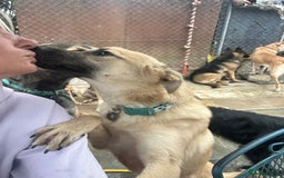 Mixed Breed dogs for adoption: Luanna - Norwich Norfolk  - Image 18