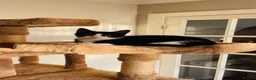 Mixed Breed cats for sale: Kittens for sale ,mixed breed, wonderful behaviour - Advert 11